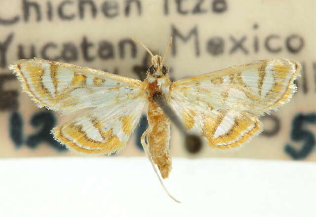 صورة Pseudopyrausta marginalis Dyar 1914