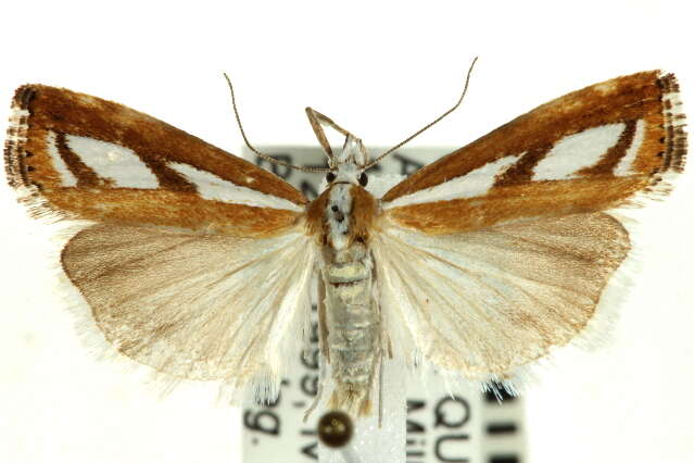 صورة Catoptria