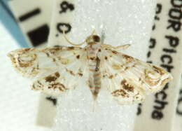 Image of Oxyelophila