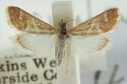 صورة Noctueliopsis