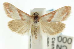 صورة Noctueliopsis