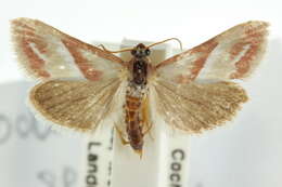 صورة Noctueliopsis