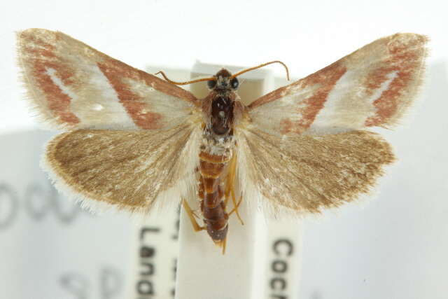 صورة Noctueliopsis