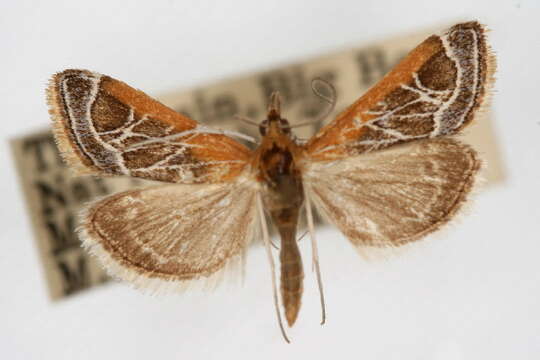 Image of Fulvous-edged Pyrausta Moth