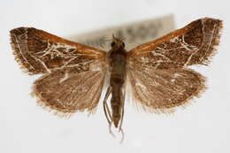 Image of Fulvous-edged Pyrausta Moth