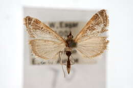 Image of Fulvous-edged Pyrausta Moth