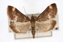 Image of Pyrausta nicalis Grote 1878