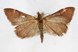 Image of Pyrausta grotei Munroe 1876