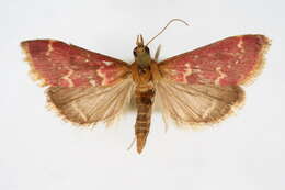 Image of Raspberry Pyrausta