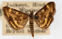 Image of <i>Pyrausta insequalis</i>