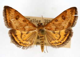 Image of <i>Pyrausta insequalis</i>