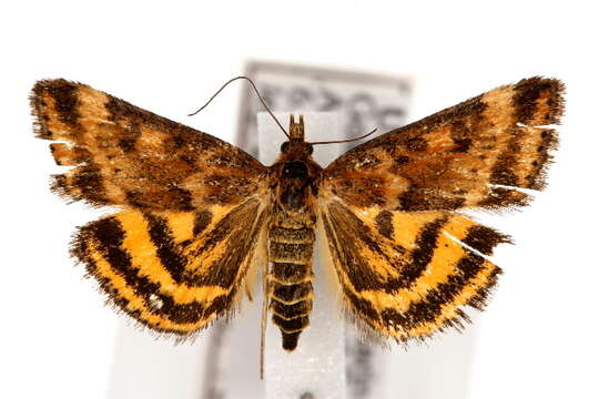 Image of <i>Pyrausta insequalis</i>