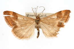 Image of Pyrausta semirubralis Packard 1873