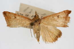 Image of Pyrausta antisocialis Munroe 1976