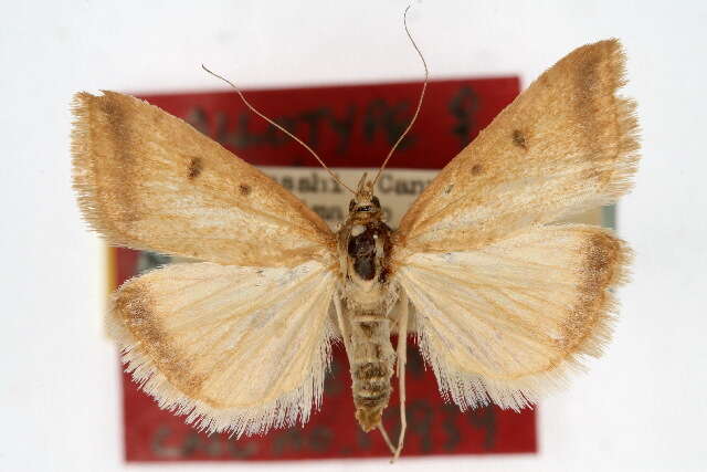 Image of Sociable Pyrausta Moth