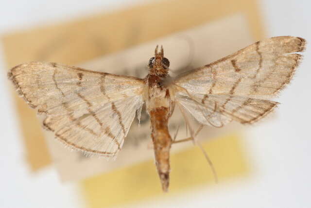 Image of Trapeze Moth