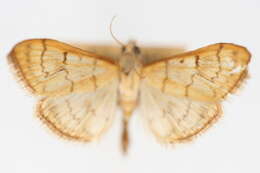 Image of Anania labeculalis Hulst 1886