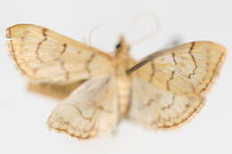 Image of Anania labeculalis Hulst 1886