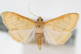 Image of Helvibotys helvialis Walker 1859