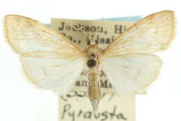 Ostrinia penitalis Grote 1876 resmi