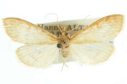 Ostrinia penitalis Grote 1876 resmi