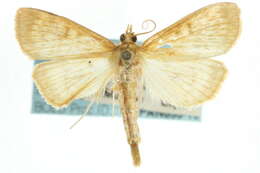 Ostrinia obumbratalis Lederer 1863 resmi