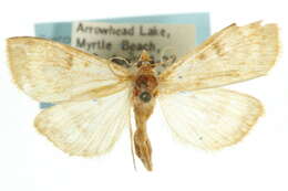 Ostrinia obumbratalis Lederer 1863 resmi