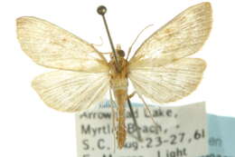 Ostrinia obumbratalis Lederer 1863 resmi