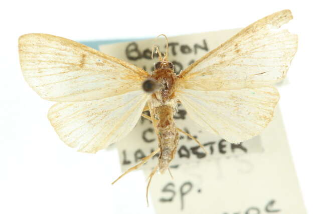 Ostrinia obumbratalis Lederer 1863 resmi