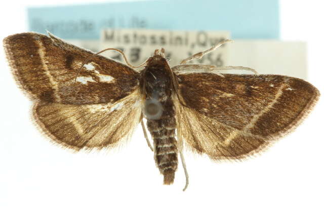 Ostrinia marginalis Walker 1865 resmi