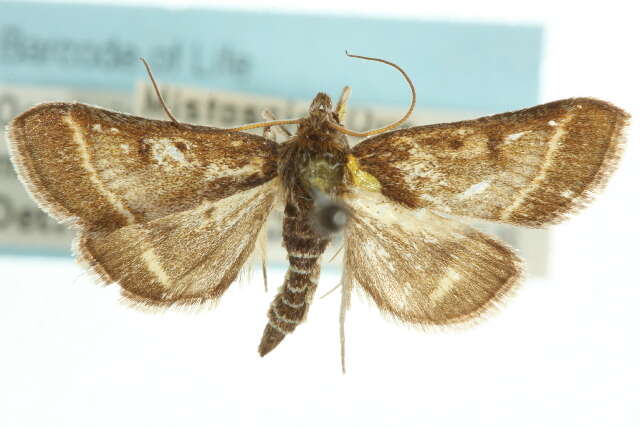 Ostrinia marginalis Walker 1865 resmi