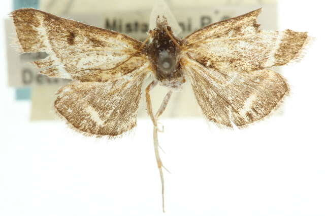 Ostrinia marginalis Walker 1865 resmi