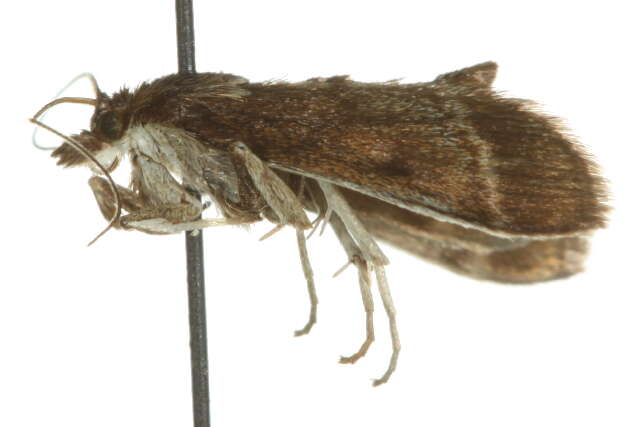 Ostrinia marginalis Walker 1865 resmi