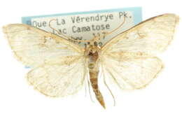 Image of <i>Anania extricalis</i>