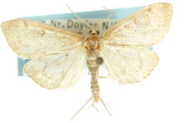 Image of <i>Anania extricalis</i>