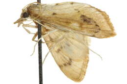 Image of Arenochroa flavalis Fernald 1894