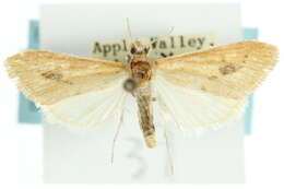 Image of Arenochroa flavalis CS