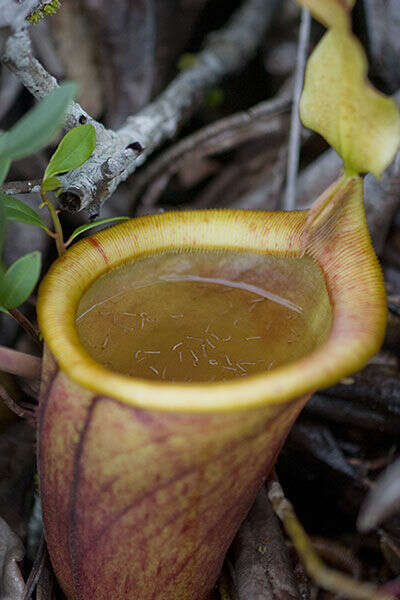 Nepenthes (rights holder: )