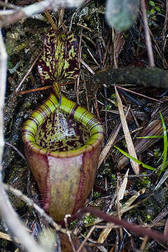 Image of Attenborough's Pitcher Plant