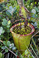 Image of Attenborough's Pitcher Plant