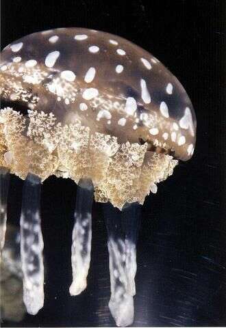 Image of jellyfish