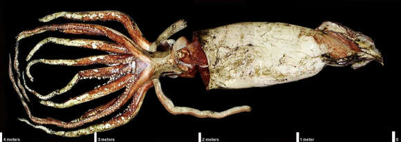 Image of Giant squid