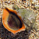 Image of Veined rapa whelk