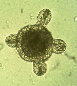 Image de Cubozoa Werner 1973