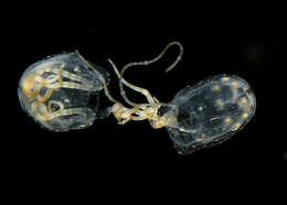 Image of box jellyfish