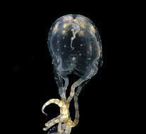 Image of box jellyfish