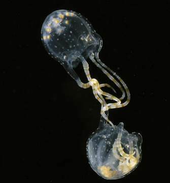 Image of box jellyfish