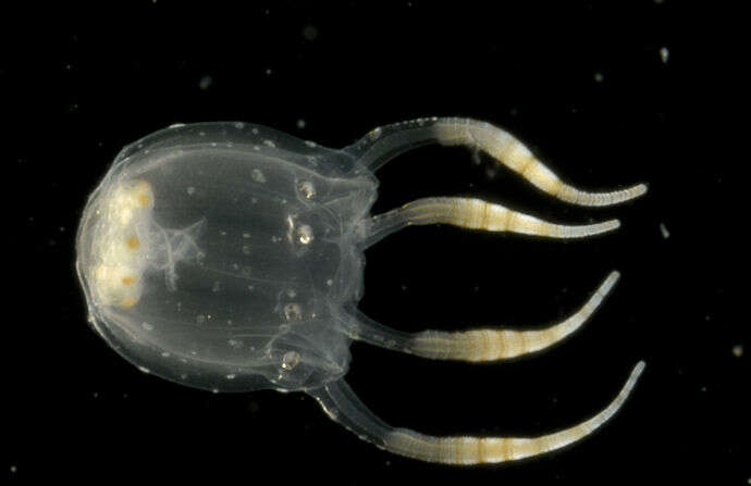 Image of box jellyfish