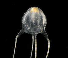 Image of box jellyfish