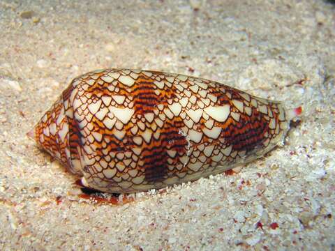 Image of cone snails